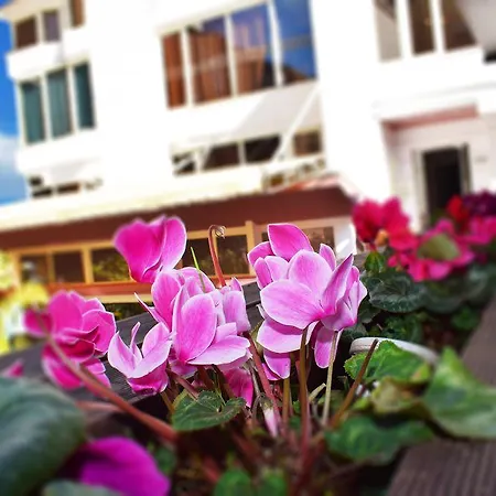 Royal فندق